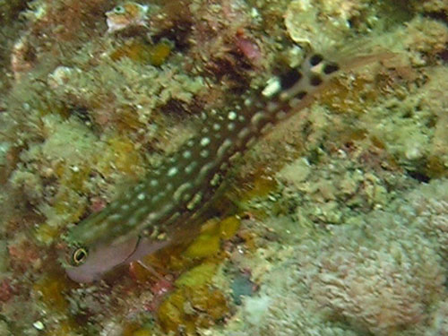 Ecsenius monoculus